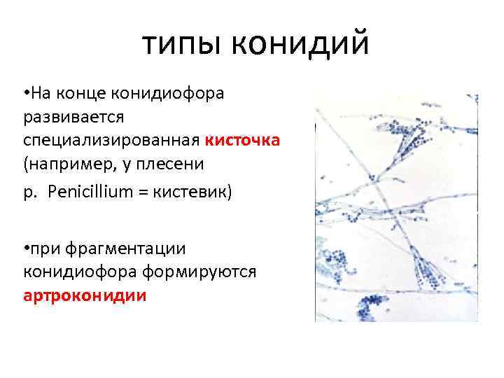  типы конидий • На конце конидиофора развивается специализированная кисточка (например, у плесени р.