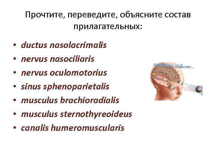 Прочтите, переведите, объясните состав прилагательных: • • ductus nasolacrimalis nervus nasociliaris nervus oculomotorius sinus