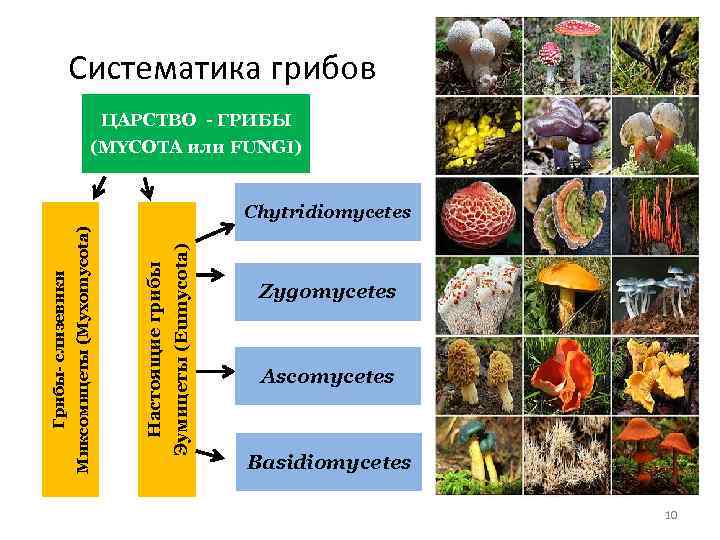 Программа определения грибов по фото