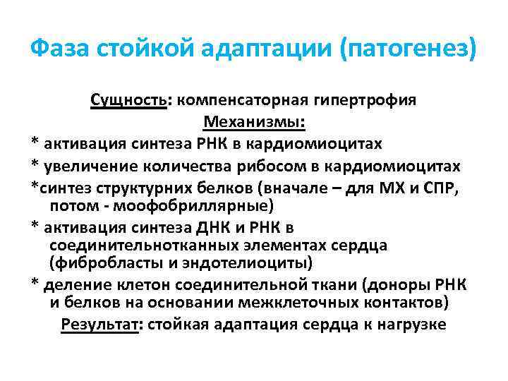 Фаза стойкой адаптации (патогенез) Сущность: компенсаторная гипертрофия Механизмы: * активация синтеза РНК в кардиомиоцитах