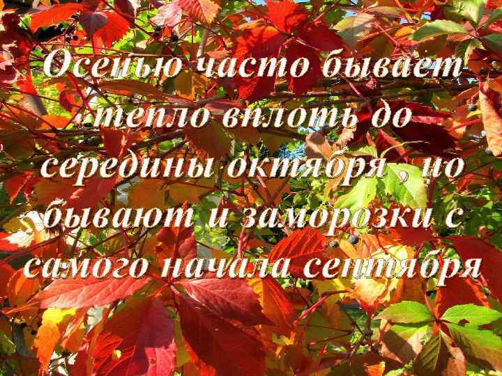 Осенью часто бывает тепло вплоть до середины октября , но бывают и заморозки с