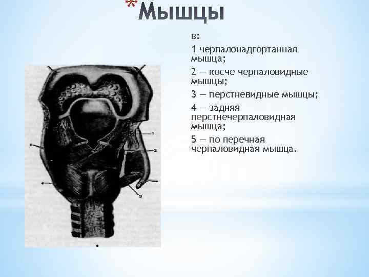 * в: 1 черпалонадгортанная мышца; 2 — косче черпаловидные мышцы; 3 — перстневидные мышцы;