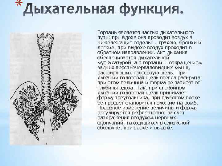 * Гортань является частью дыхательного пути; при вдохе она проводит воздух в нижележащие отделы