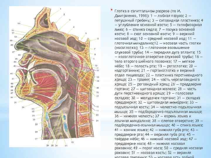 Глотка схема строения