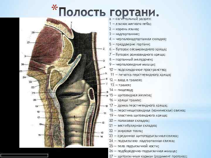 Преддверие гортани ограничено