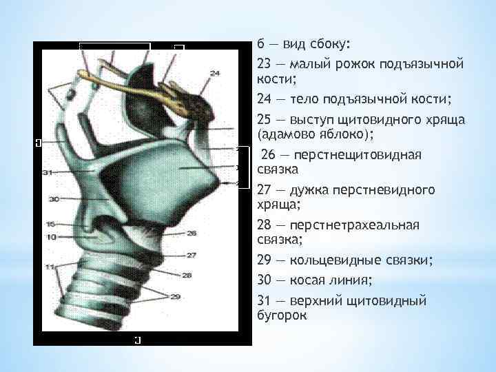 б — вид сбоку: 23 — малый рожок подъязычной кости; 24 — тело подъязычной