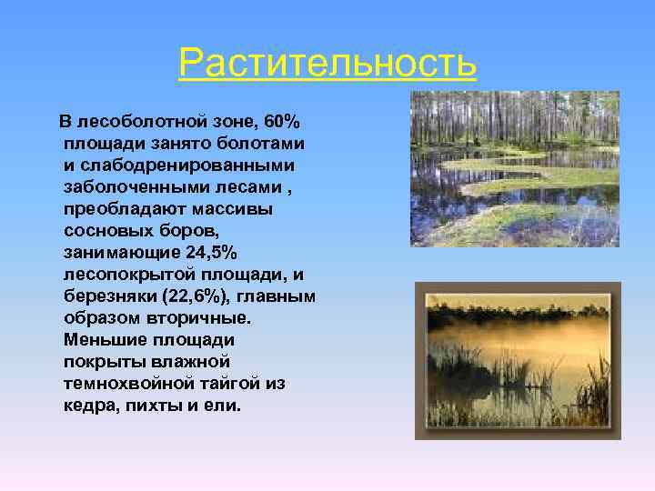 Растительность В лесоболотной зоне, 60% площади занято болотами и слабодренированными заболоченными лесами , преобладают