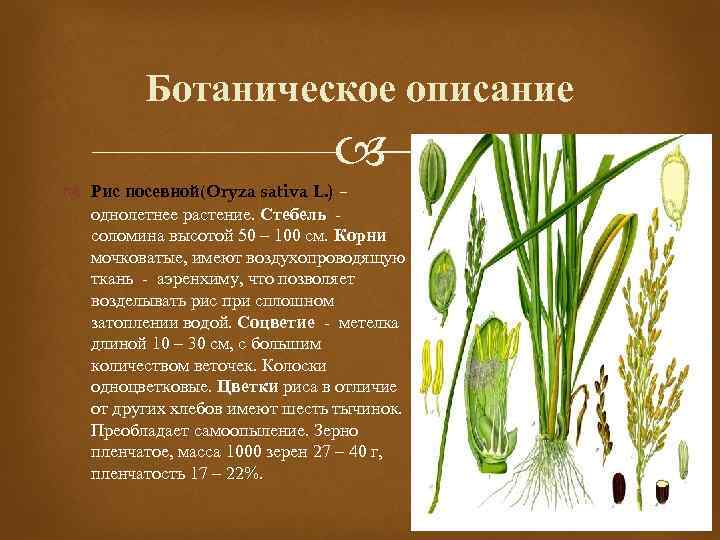 Ботаническое описание Рис посевной(Oryza sativa L. ) – однолетнее растение. Стебель - соломина высотой