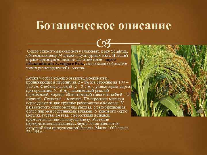 Ботаническое описание Сорго относится к семейству злаковых, роду Sorghum, объединяющему 34 диких и культурных