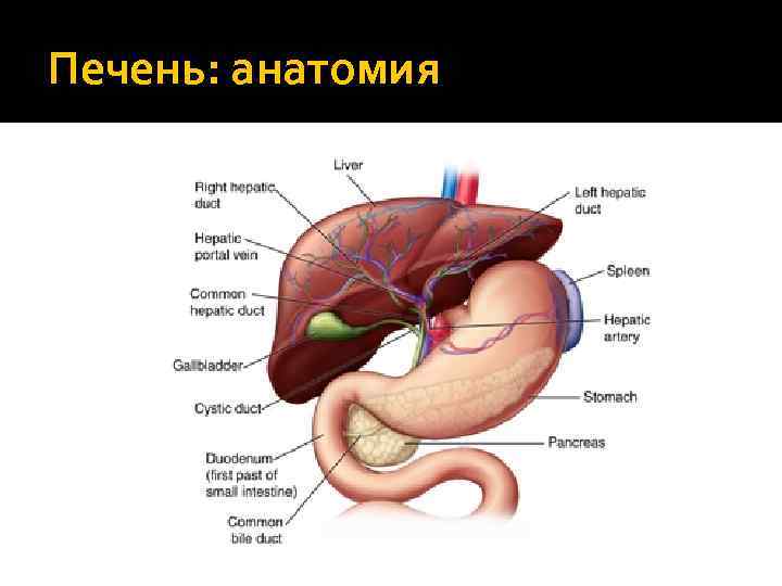 Печень: анатомия 