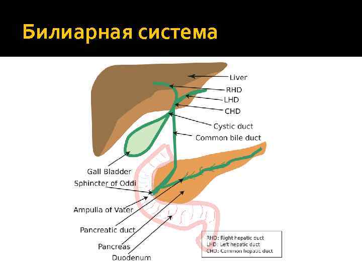 Билиарная система 