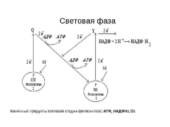 Конечные продукты световой стадии фотосинтеза: АТФ, НАДФН 2, О 2 