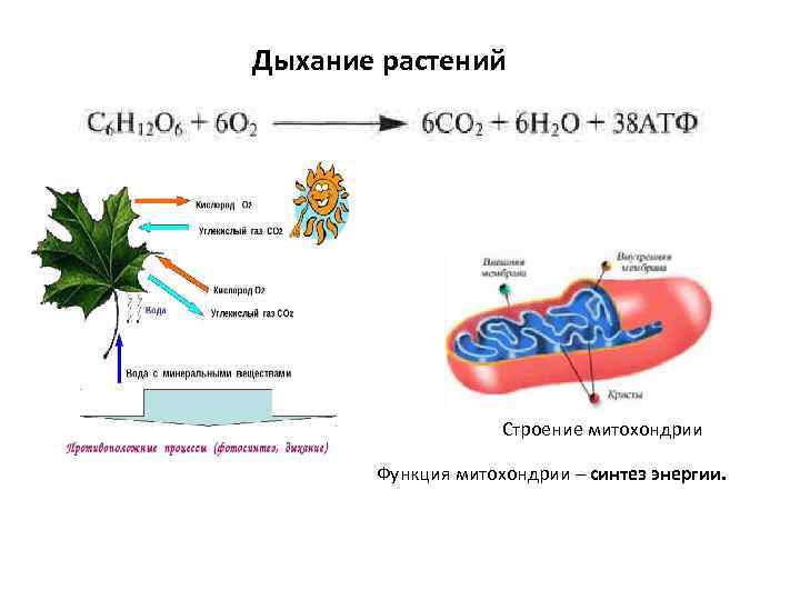 Вода при фотосинтезе и дыхании. Схема процесса дыхания растения. Схема дыхания растений биология. Процесс дыхания у растений происходит. Схема процесса дыхания растения 6 класс.