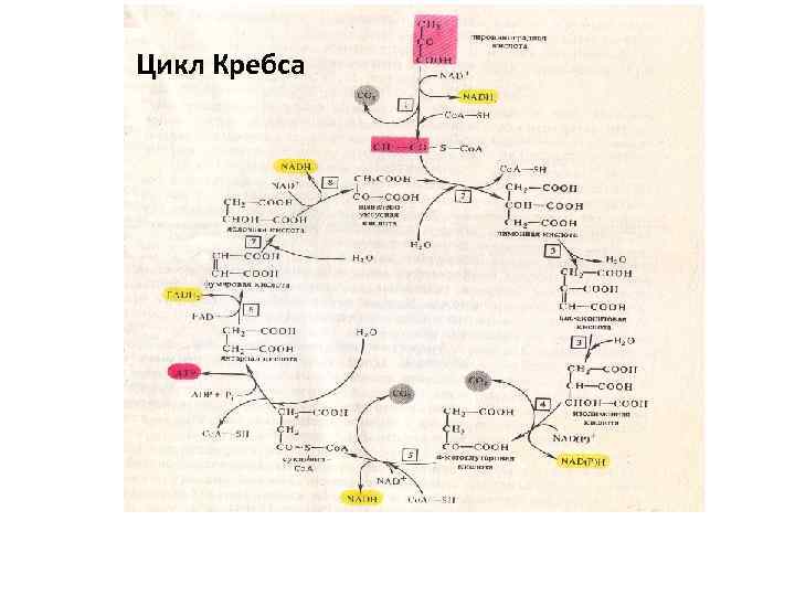 Нарисовать цикл кребса