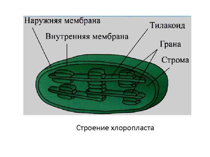 Строение хлоропласта 