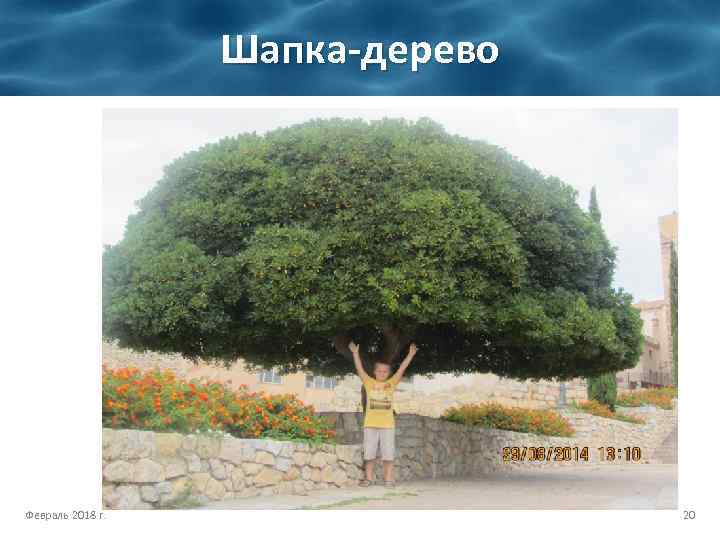 Шапка-дерево Февраль 2018 г. 20 