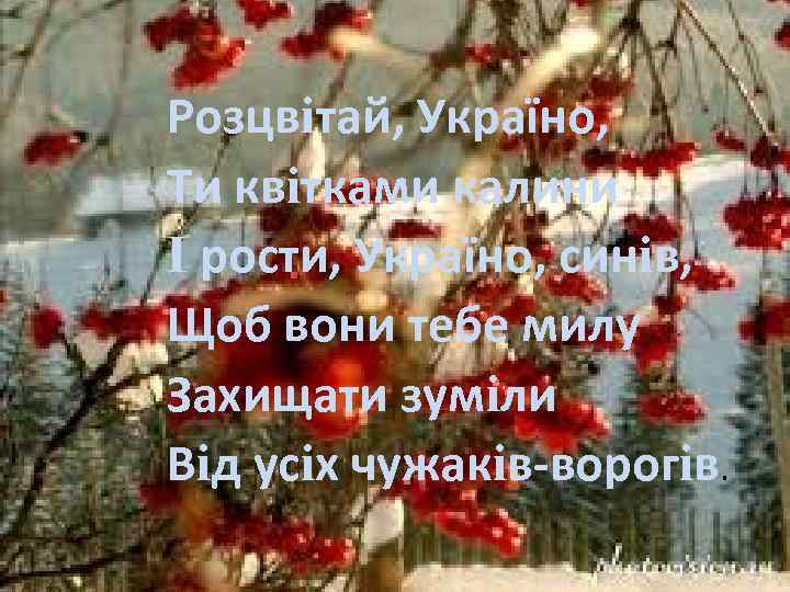 Розцвiтай, Україно, Ти квiтками калини I рости, Україно, синiв, Щоб вони тебе милу Захищати