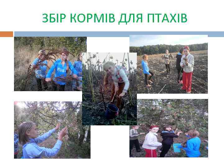 ЗБІР КОРМІВ ДЛЯ ПТАХІВ 