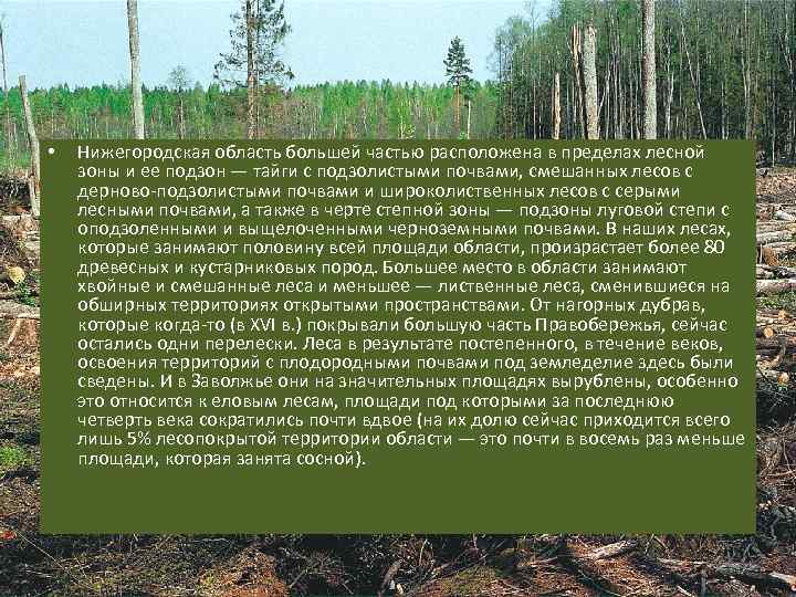 Южная тайга почва. Леса Нижегородской области. Подзона Южной тайги. Подзона лиственных лесов почвы. Лесные зоны Нижегородской области.