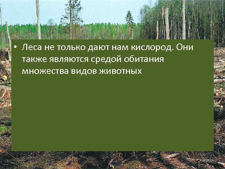 Объясните почему леса называют зелеными легкими планеты. Лес дает нам кислород. Легкие нашей планеты называют какие леса.