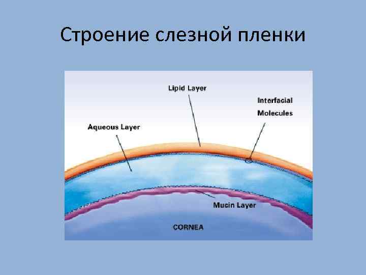Строение слезной пленки 