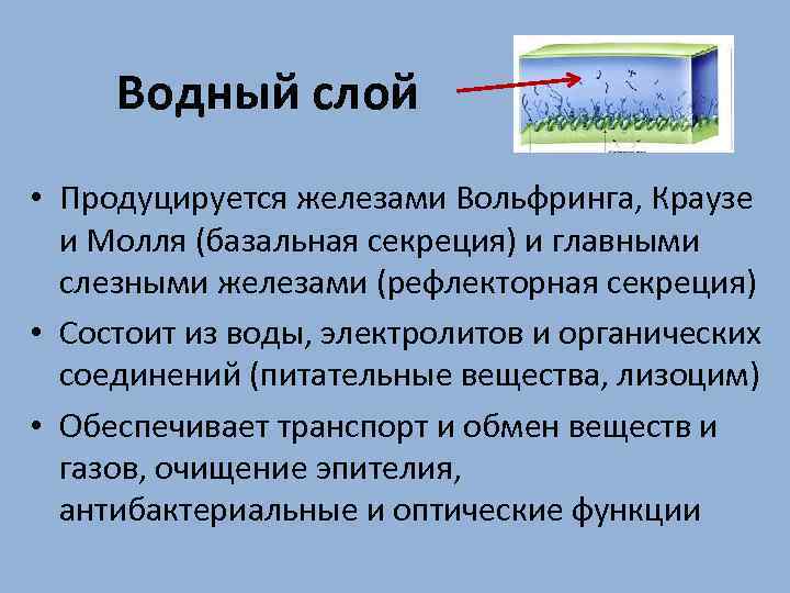 Водный слой • Продуцируется железами Вольфринга, Краузе и Молля (базальная секреция) и главными слезными