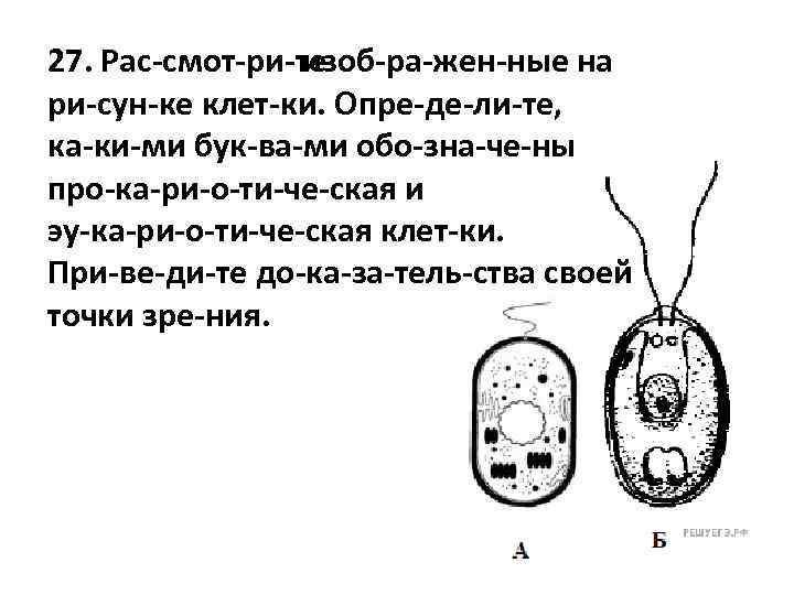 27. Рас смот ри те изоб ра жен ные на ри сун ке клет