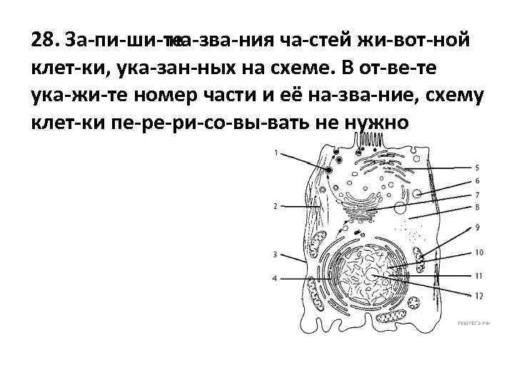 28. За пи ши те на зва ния ча стей жи вот ной клет