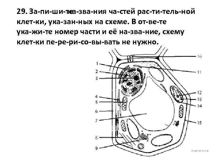 Запишите названия частей растительной клетки указанных на схеме