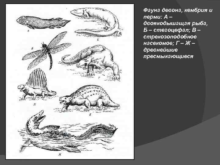 Фауна девона, кембрия и перми: А – двоякодышащая рыба, Б – стегоцефал; В –