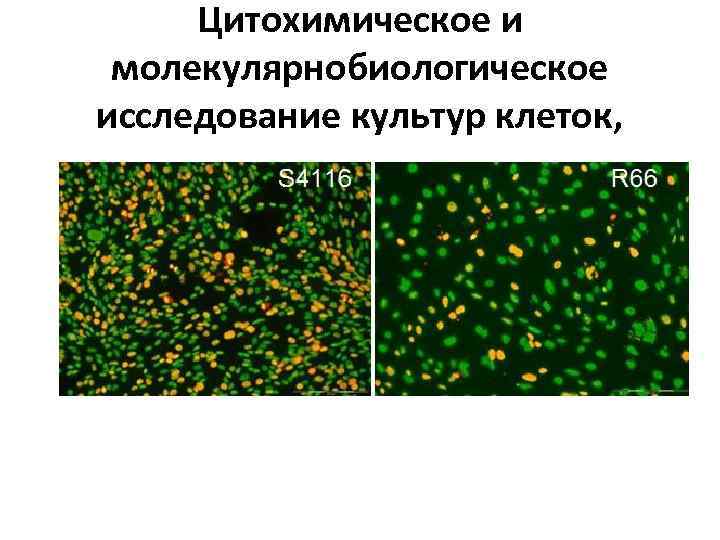 Цитохимическое и молекулярнобиологическое исследование культур клеток, 