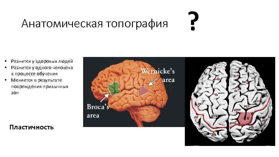 Анатомическая топография • Разнится у здоровых людей • Разнится у одного человека в процессе