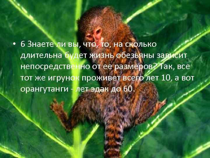  • 6 Знаете ли вы, что, на сколько длительна будет жизнь обезьяны зависит