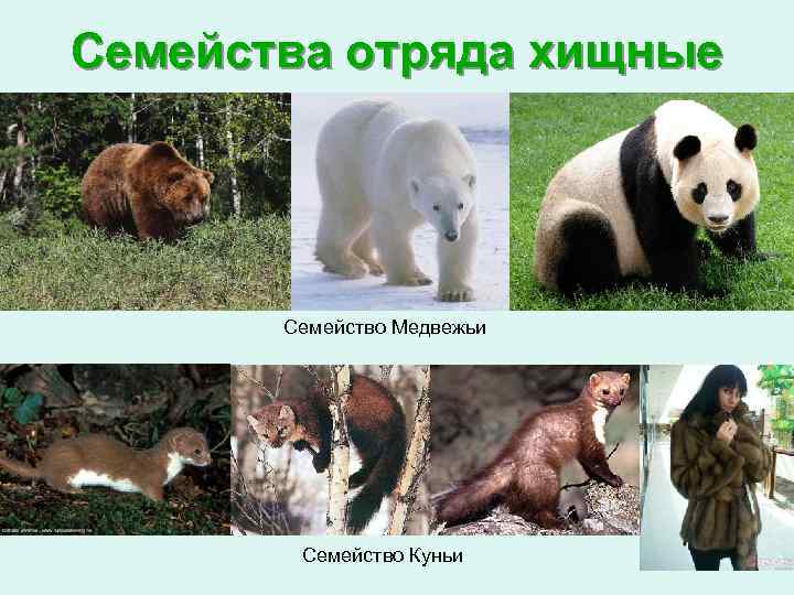 Семейства отряда хищные Семейство Медвежьи Семейство Куньи 