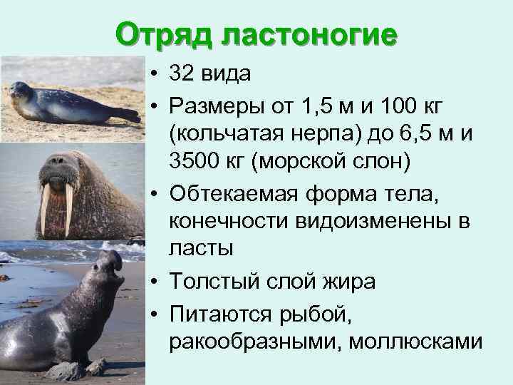 Отряд ластоногие • 32 вида • Размеры от 1, 5 м и 100 кг