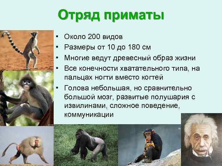 Шимпанзе прилагательное по смыслу. Приматы отряды млекопитающих. Описание отряда приматы. Приматы презентация 7 класс биология. Отряд приматы биология 7 класс.
