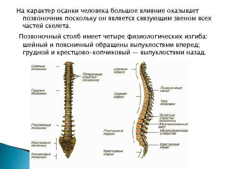 На характер осанки человека большое влияние оказывает позвоночник поскольку он является связующим звеном всех