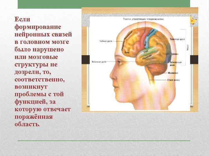 Если формирование нейронных связей в головном мозге было нарушено или мозговые структуры не дозрели,