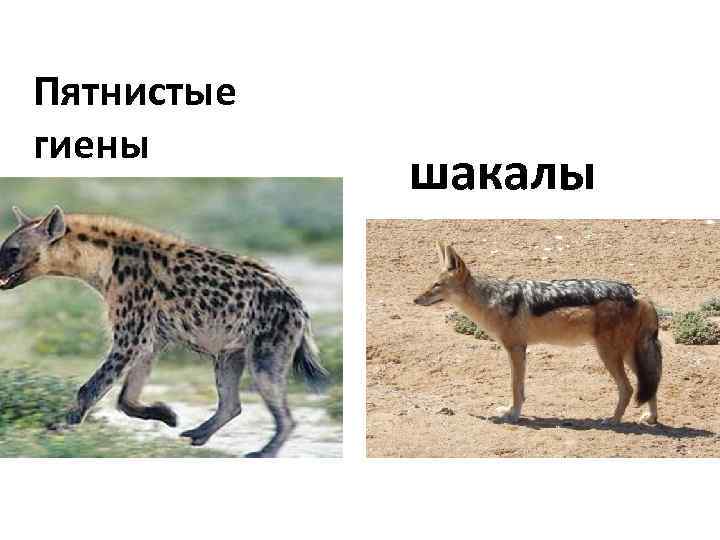 Пятнистые гиены шакалы 