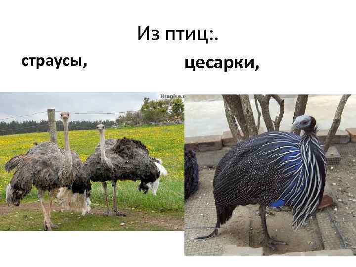 Из птиц: . страусы, цесарки, 