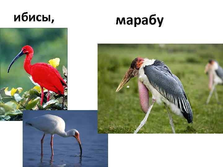 ибисы, марабу 