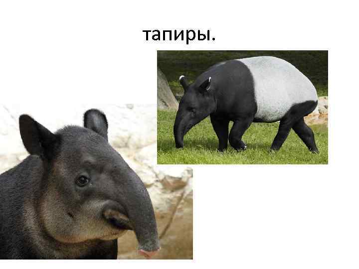 тапиры. 