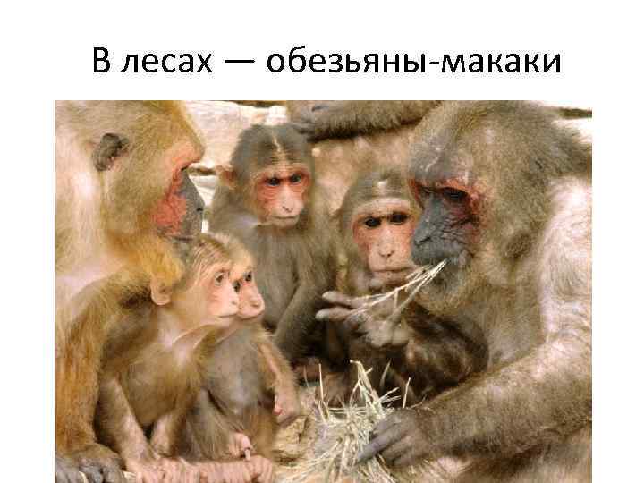  В лесах — обезьяны-макаки 