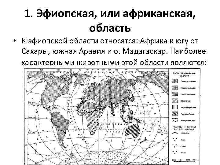 1. Эфиопская, или африканская, область • К эфиопской области относятся: Африка к югу от