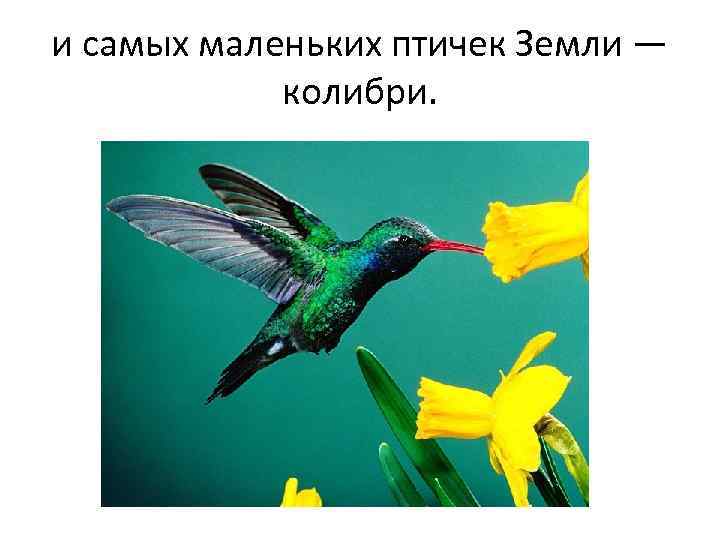 и самых маленьких птичек Земли — колибри. 