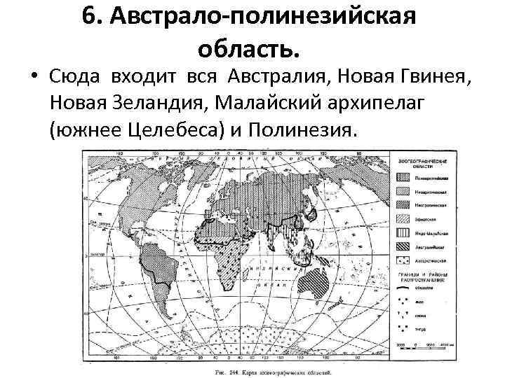 6. Австрало-полинезийская область. • Сюда входит вся Австралия, Новая Гвинея, Новая Зеландия, Малайский архипелаг