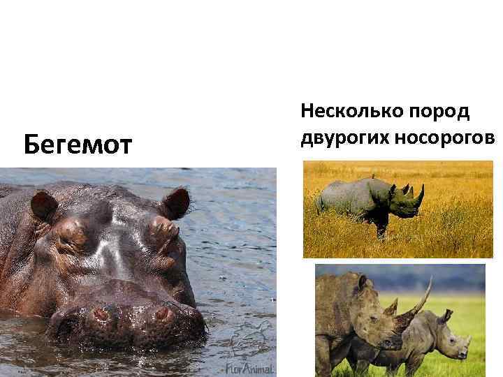 Бегемот Несколько пород двурогих носорогов 