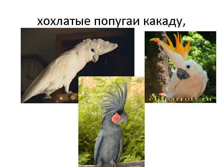 хохлатые попугаи какаду, 