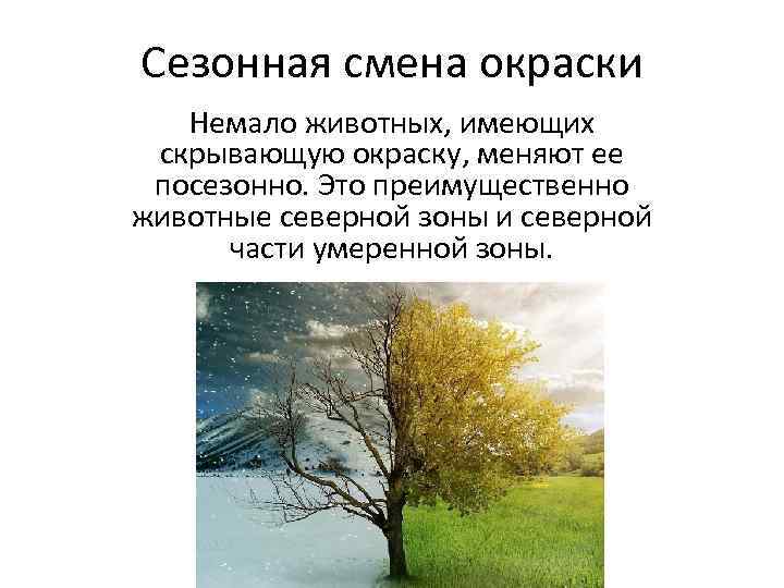 Сезонная смена окраски Немало животных, имеющих скрывающую окраску, меняют ее посезонно. Это преимущественно животные