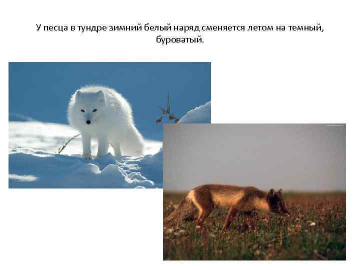 У песца в тундре зимний белый наряд сменяется летом на темный, буроватый. 